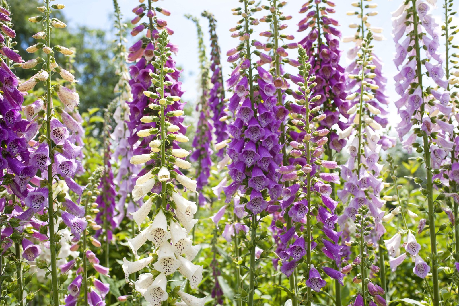 1000 FOXGLOVE EXCELSIOR MIX Digitalis Purpurea Flower Seeds *Flat S/H