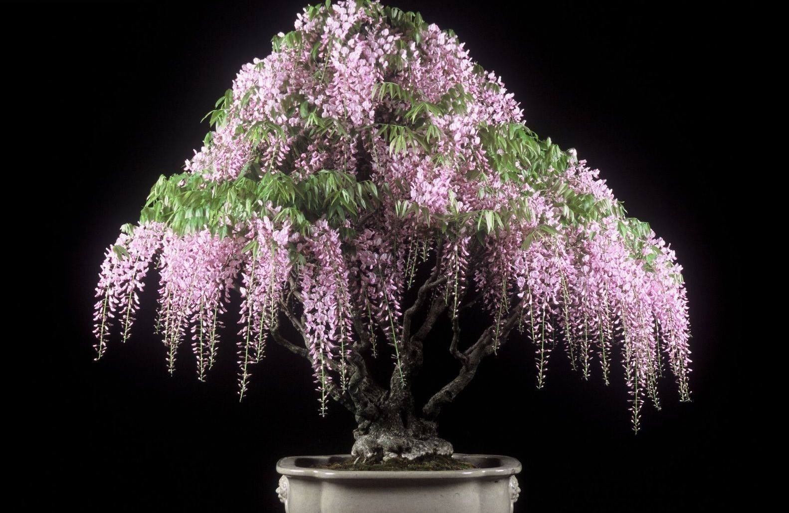 Pink Wisteria Bonsai Tree seeds + simple growing instructions
