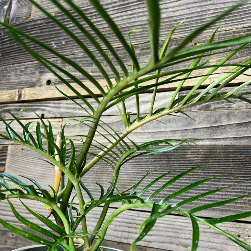 Philodendron Tortum Plant – 6-8″ Tall – Philodendron tortum – Rare Tropical Hous