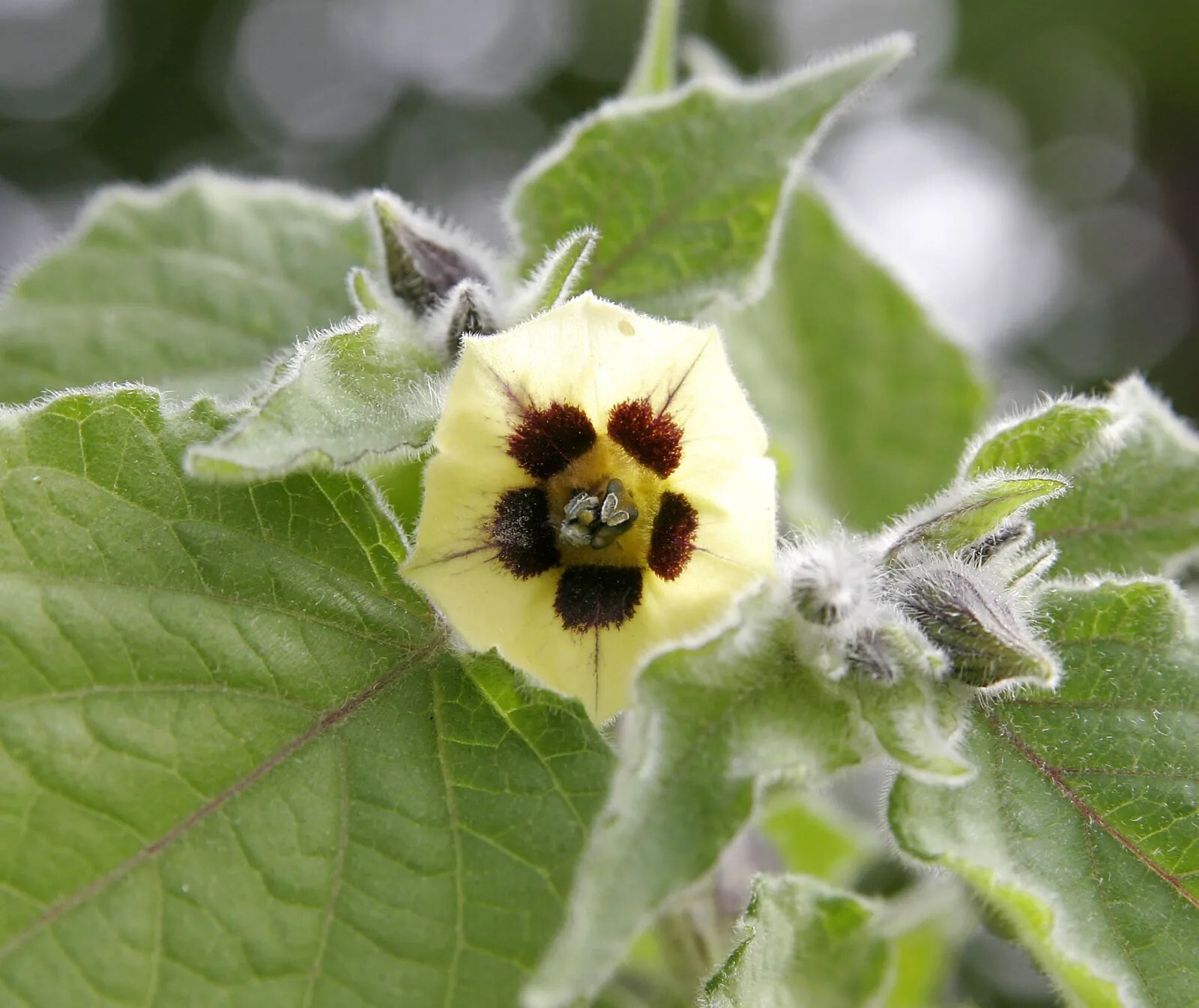 30 Organic Golden Berry Seeds ~ Ground Cherry Seeds, FREE SHIPPING