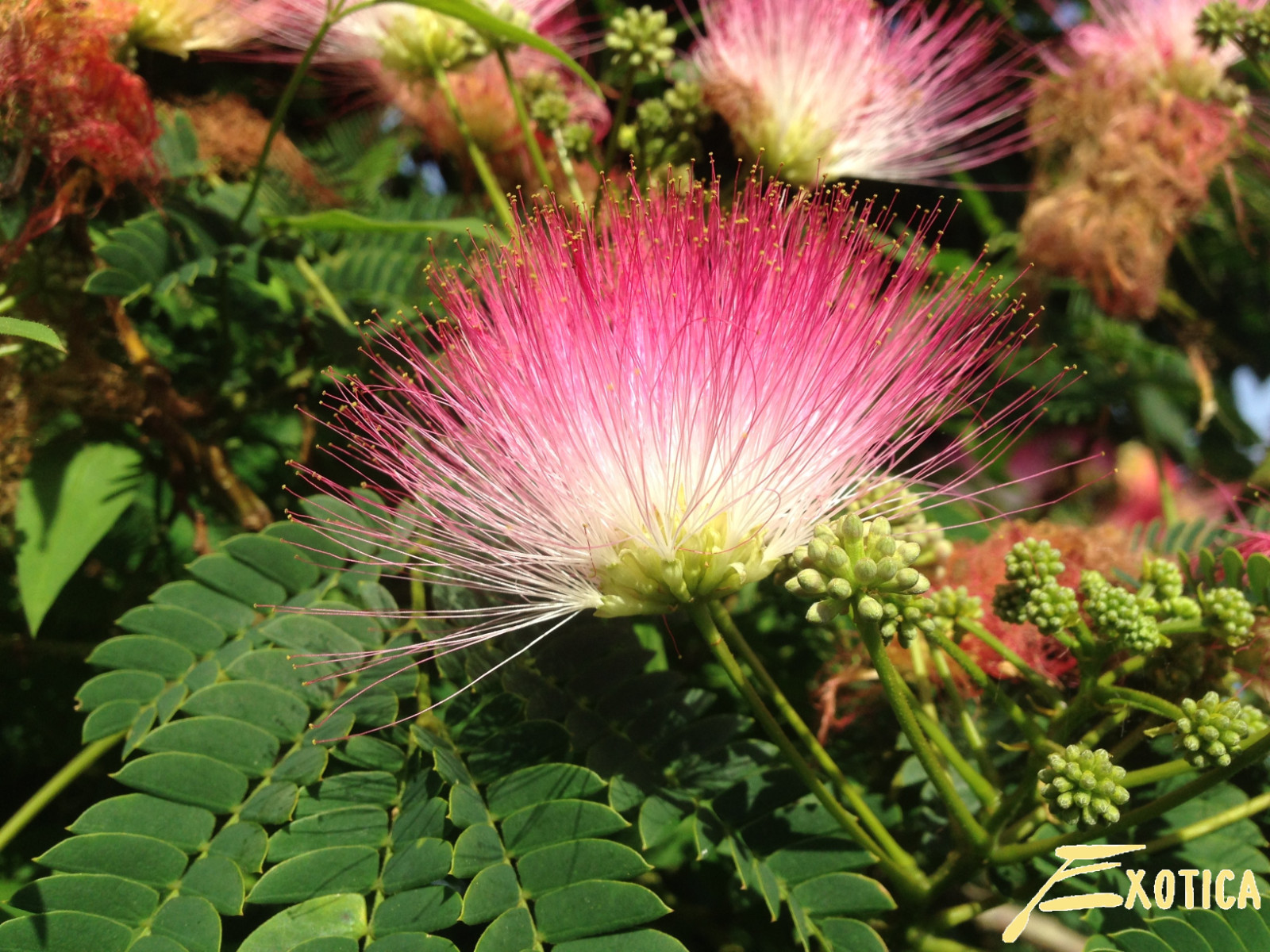 Pink Mimosa Albizia Julibrissin Persian Silk Tree Seeds Qty 10 NC Organic