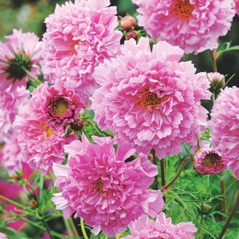 Cosmos Flower Seed Collection – 5 Vibrant Varieties, Heirloom, Pollinator-Friend