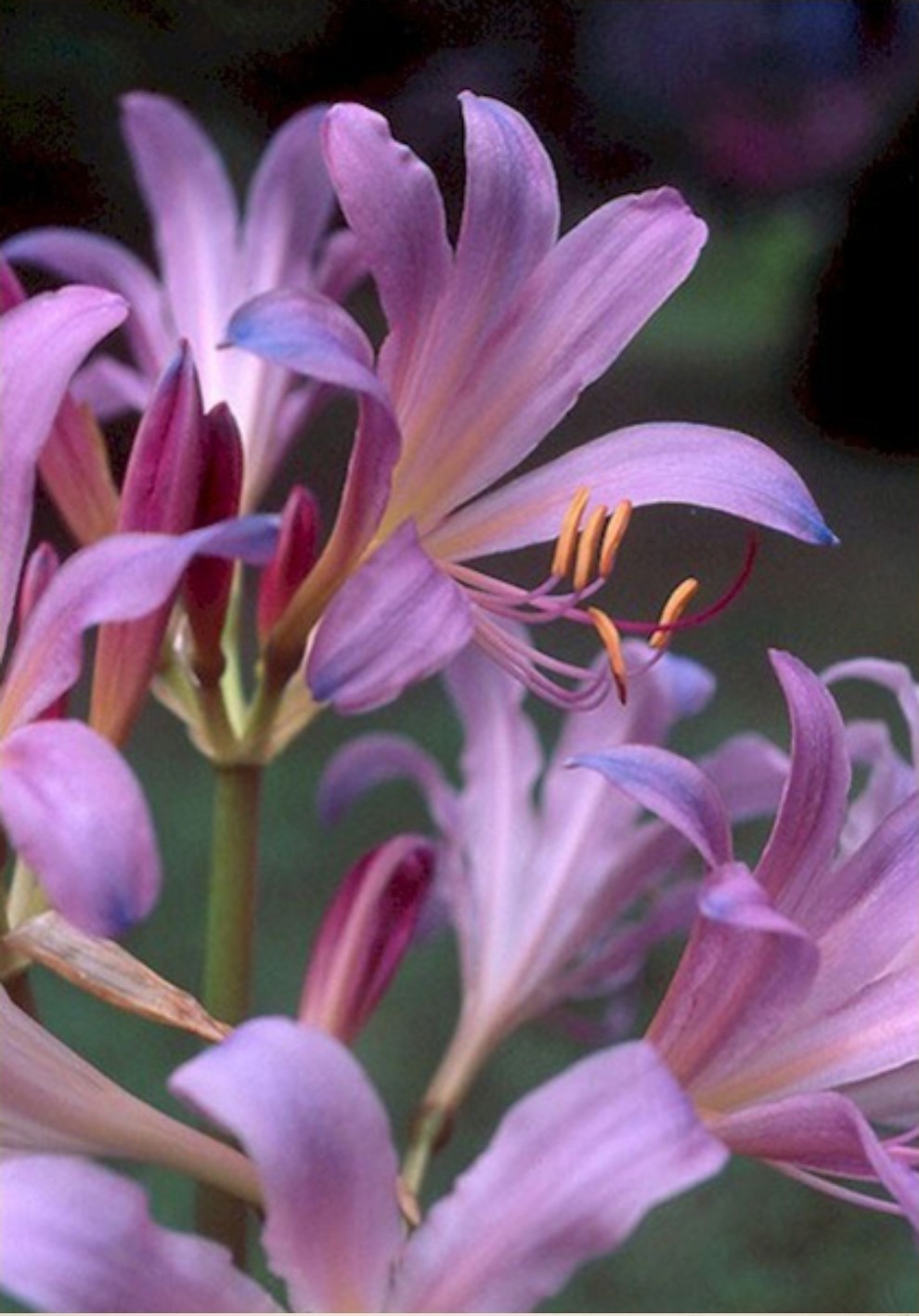 5 Lycoris Squamigera Bulbs Surprise Lily Resurrection Naked Ladies Magic Lilies