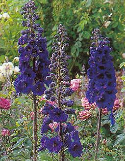 Delphinium Pacific Giant Blue Jay 1,000 seeds