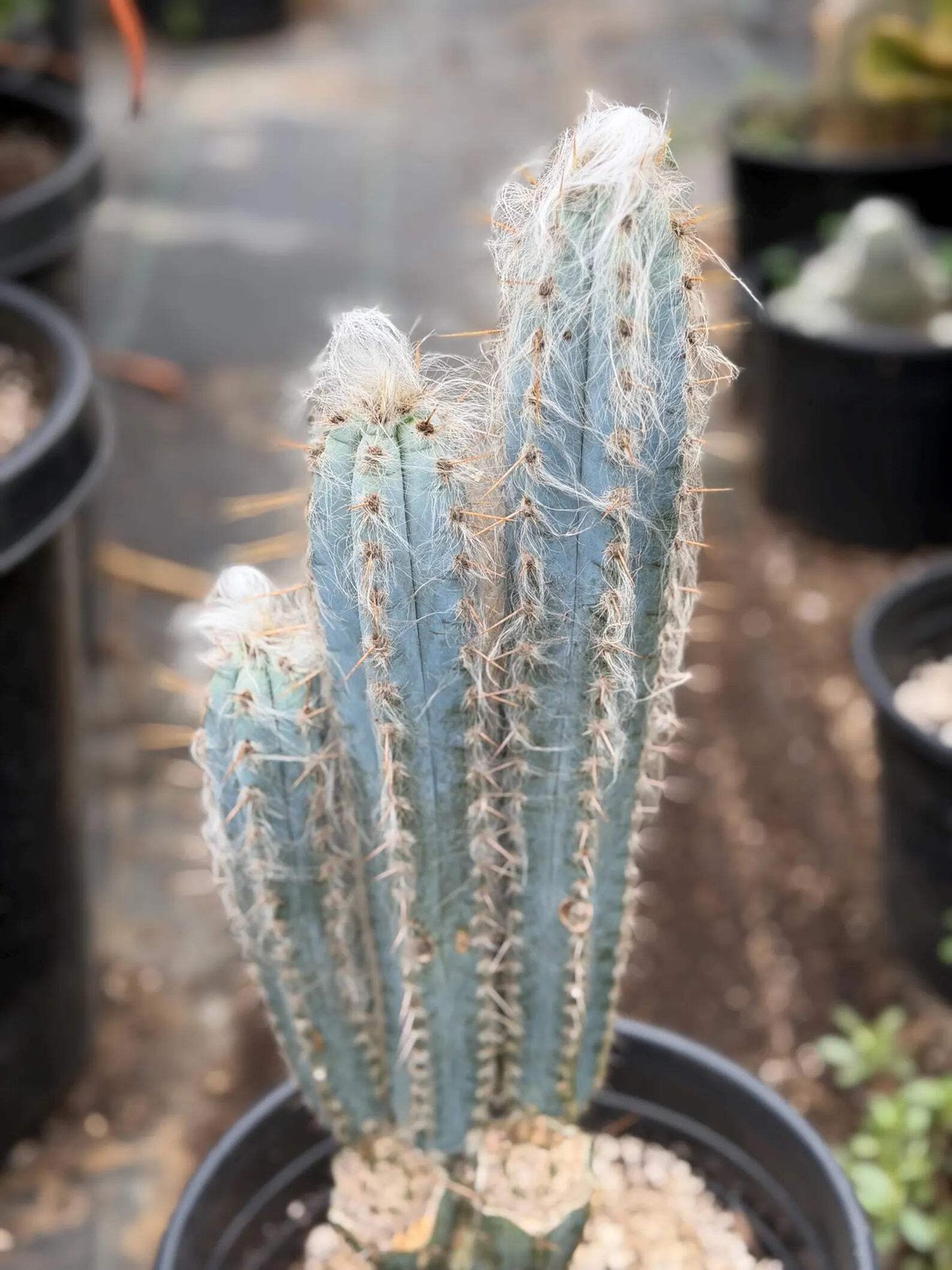 Blue Pilosocereus Pachycladus – Rare Hairy Blue Cactus with Pups | Live Plant
