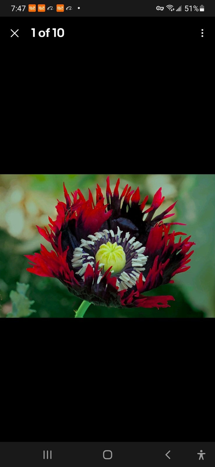 1,000 Fresh Jimi’s Flag Poppy Seeds – P. Somniferum