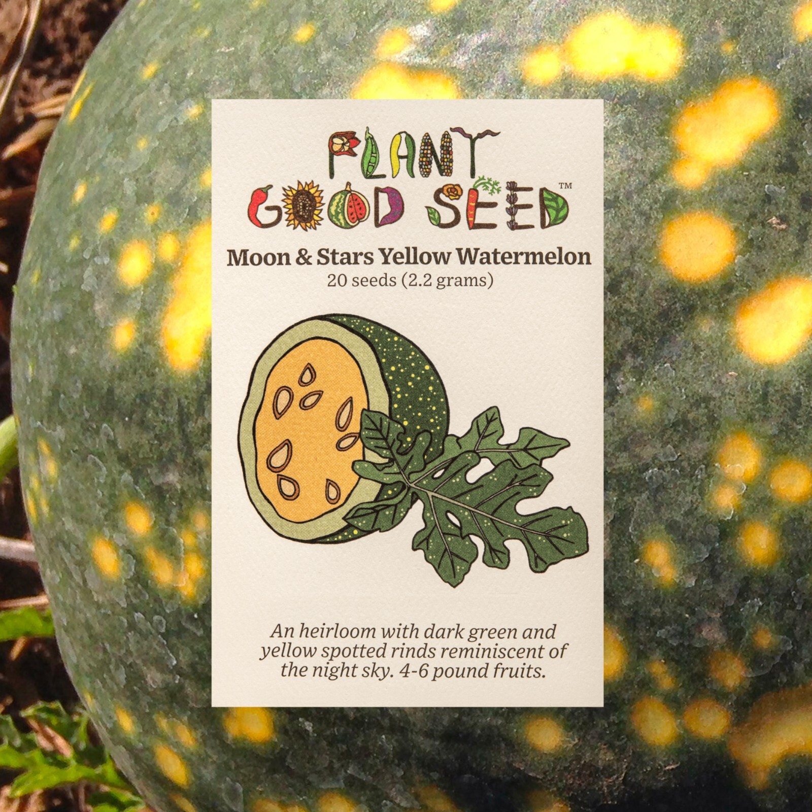 Moon and Stars Yellow Watermelon Seeds NON-GMO Organic Heirloom USA Grown