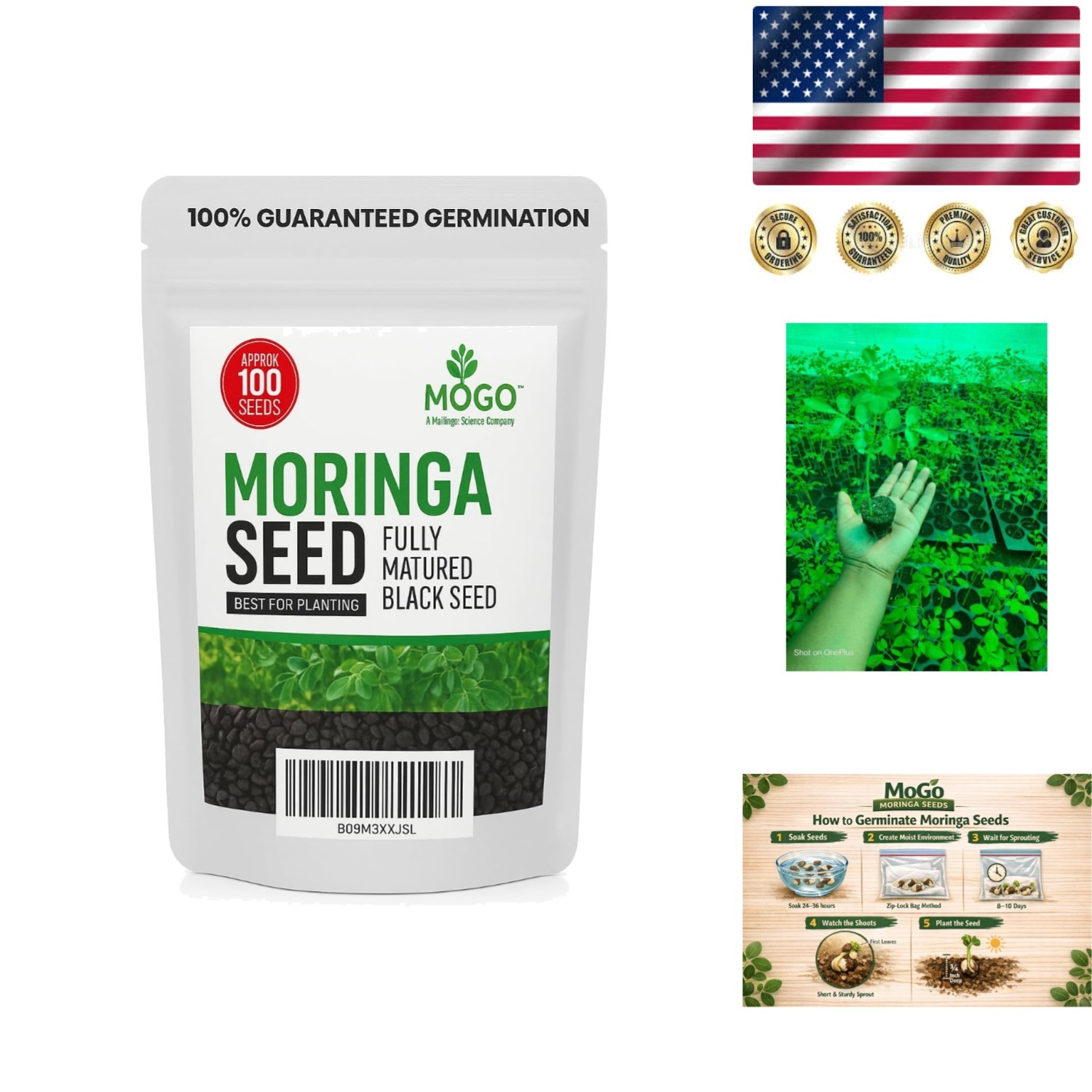100 Non-GMO Moringa Seeds for Planting & Edible Use – High Germination