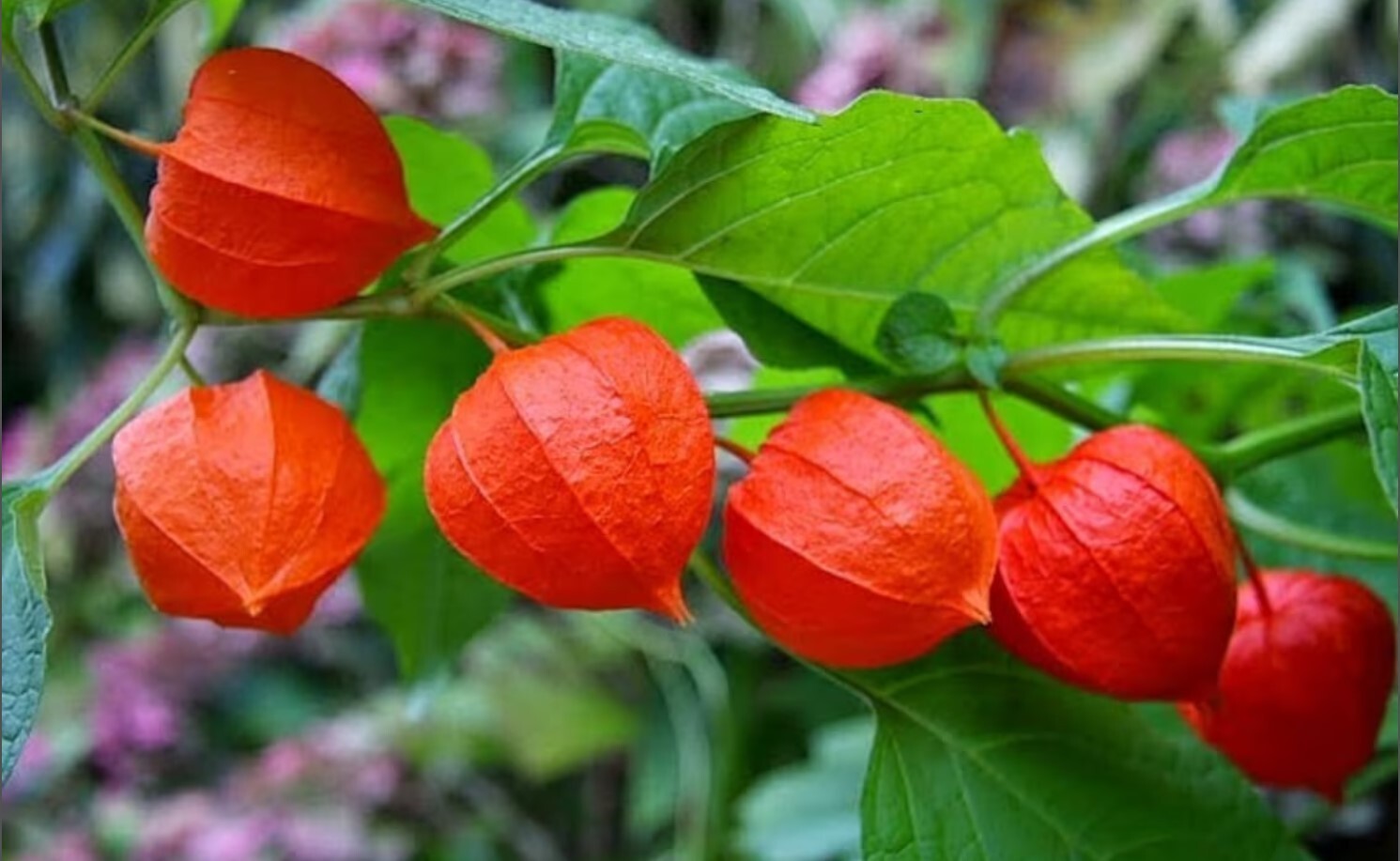 Rare Heirloom Chinese Lantern Seeds ”Physalis” Plant Quality Size:10-100
