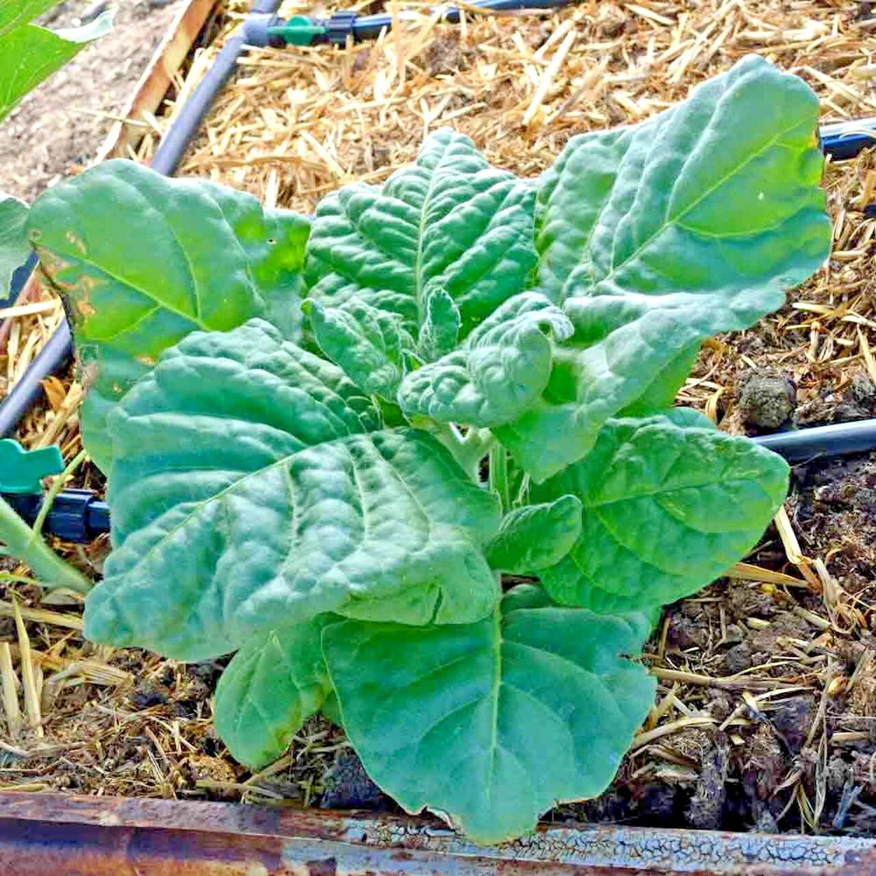 301+MIDEWIWAN Sacred TOBACCO Seeds Native Wildflower Herb Container Garden Easy