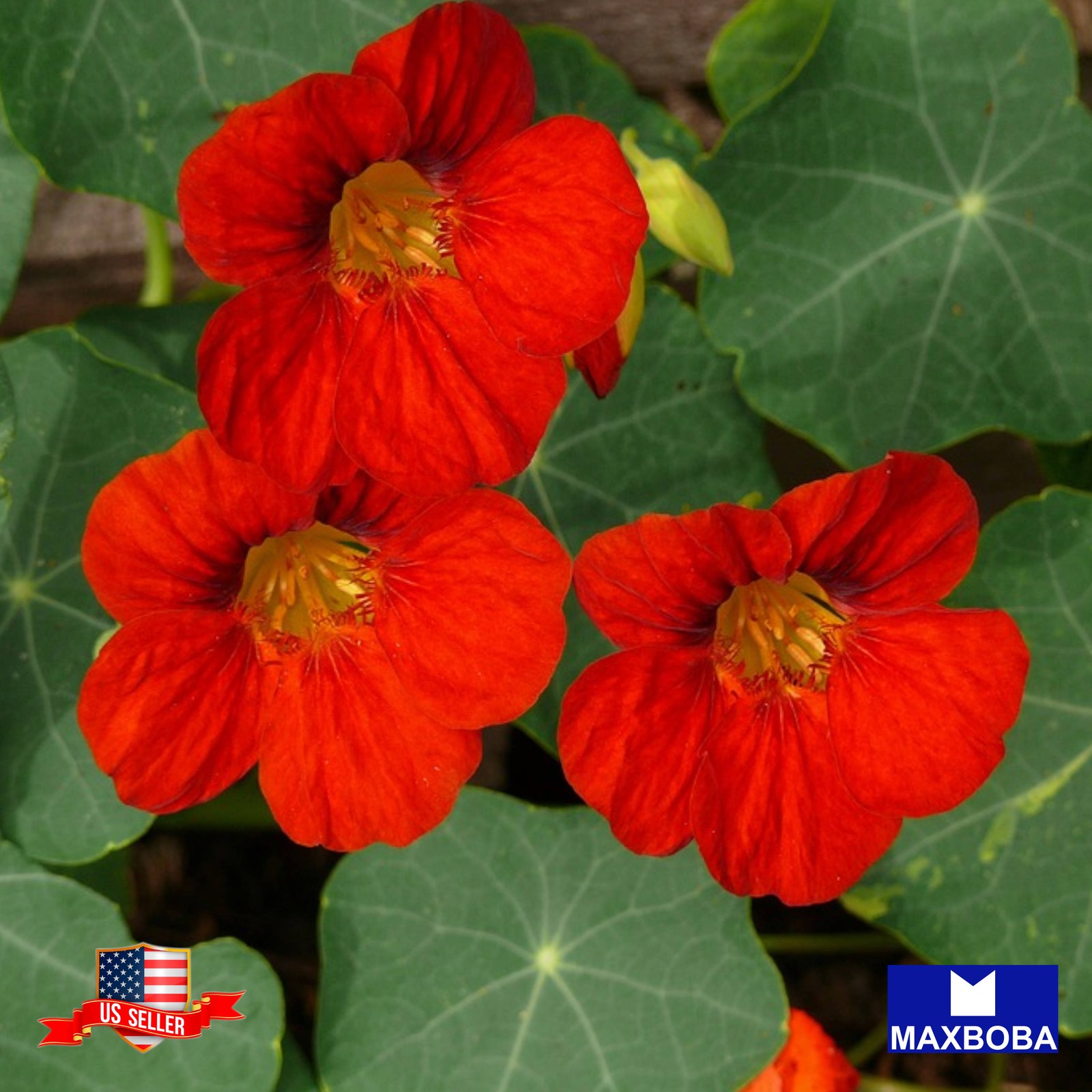 28+ Nasturtium Seeds Jewel Mix Non-GMO Vegetable BOGO 50% OFF