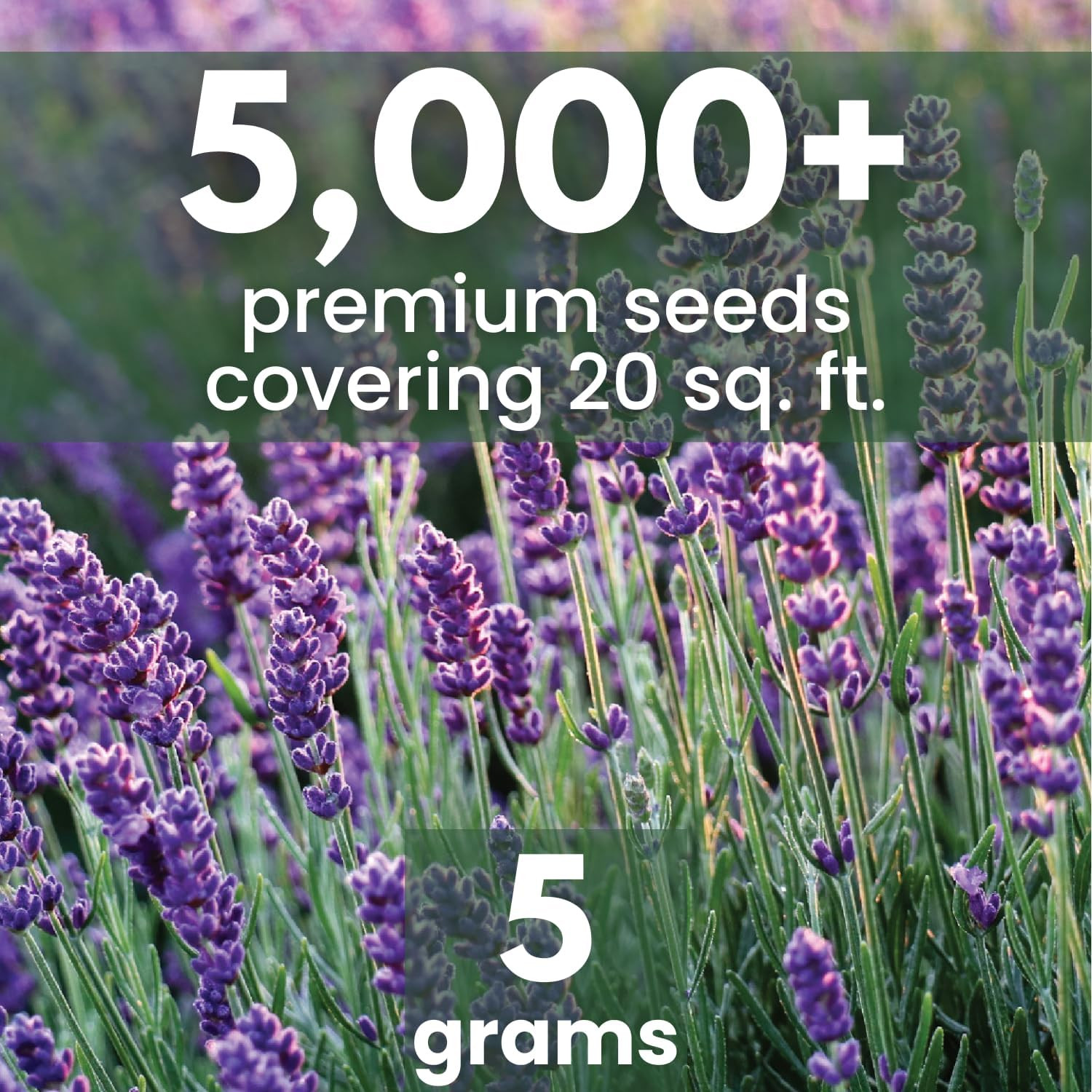 Lavender – 5,000 Seeds for Planting – 2026 Season – 5 Gram Pouch