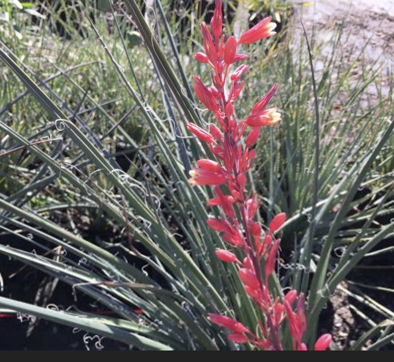 Red Yucca Seed Packs Fresh Harvested In Texas (2025) 50 SEEDS