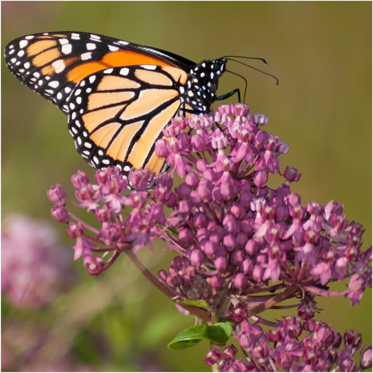 Milkweed Seed Packet Collection by Seed Needs – 5 Individual Asclepias Packets