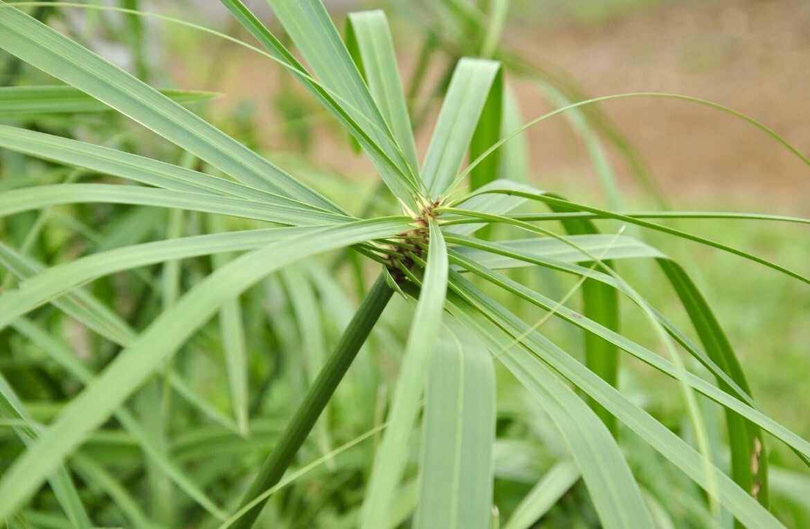 Cyperus Alternifolius, Umbrella Palm, Umbrella Sedge – 100 Seeds 2024 – USA