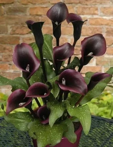 6 Calla Lily Flower Bulbs Mix Black Red Purple Pink White Yellow Flowers Plants