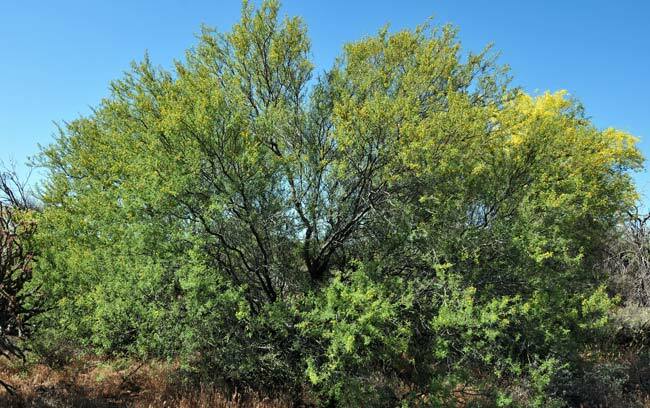 White Thorn Whitethorn Acacia (Acacia Constricta) Tree Seeds 35 Seeds (02)