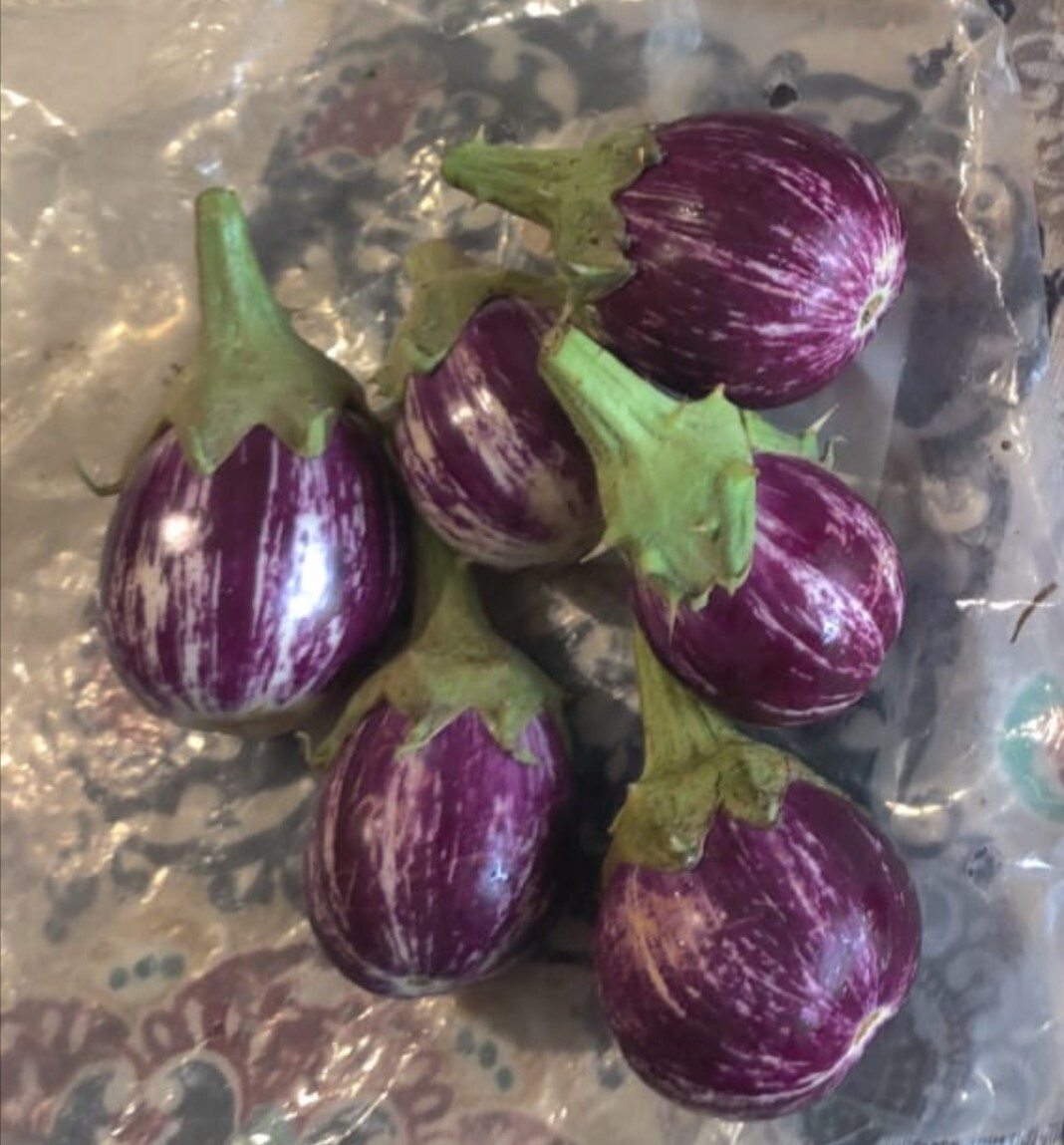 Indian Eggplant With Thorny Calyx MULLU KATHIRIKAI MULLU VANKAYA 50 Seeds