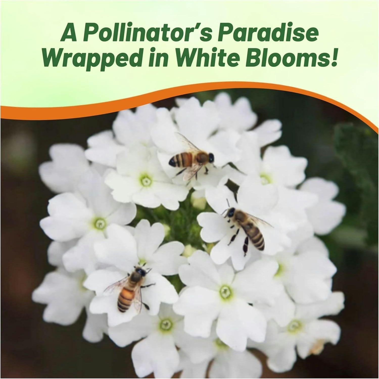 2000 Seeds Verbena Seed – Verbena Hybrida White Ground Cover Seeds