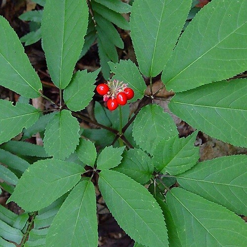 American Panax Quinquefolius Ginseng Seeds 25 Fully Stratified 11/2025 Harvest