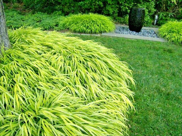 30 AUREOLA JAPANESE FOREST GRASS SEEDS – Hakonechloa macra ‘Aureola’