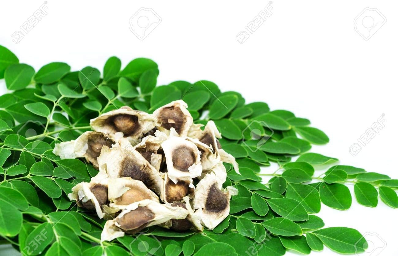 Tree of Life Bonsai Seeds | 20+ Seeds | Grow a Moringa Tree Bonsai, Highly