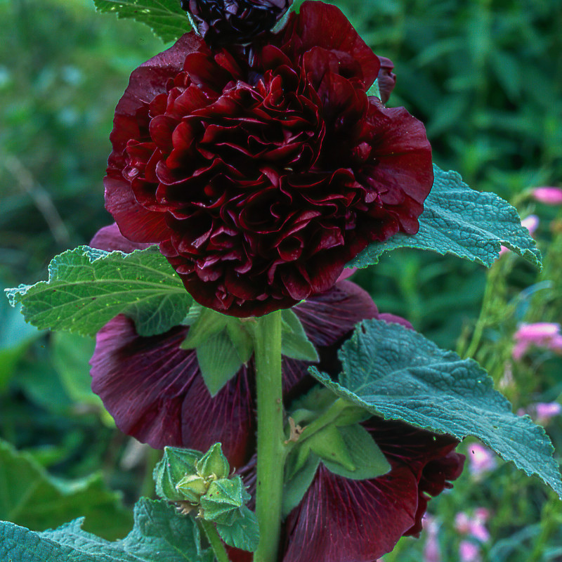 45+ Hollyhock Seeds, Heirloom Seeds, Alcea Rosea, Flowers Perennial Flowers Seed