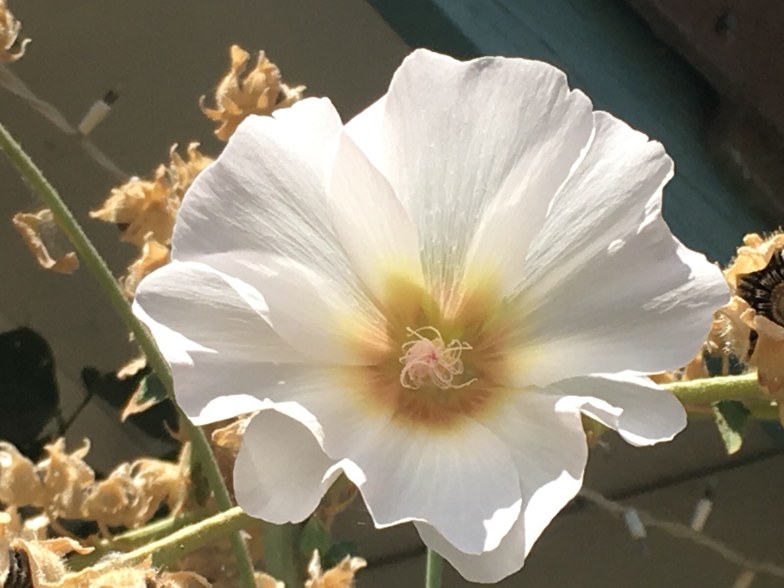Hollyhock flower seeds 4 grms about 400 WHITE Perennial grows just over 11′ tall