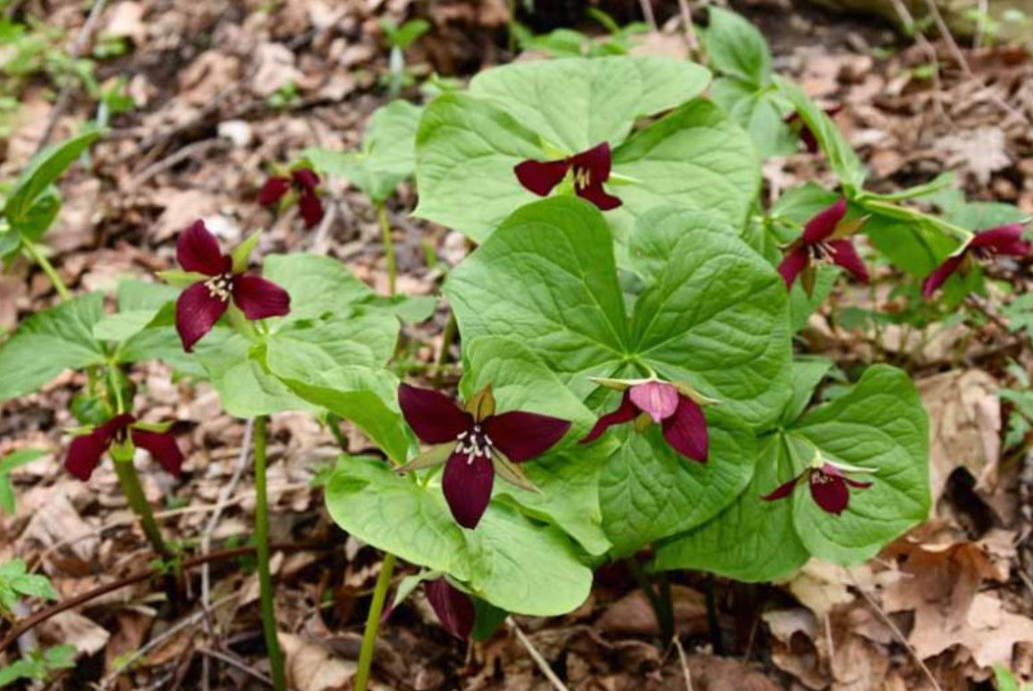 Red Trillium / Wood Lily – 10 Live Bulbs – No Ship to AK, HI & P.R.