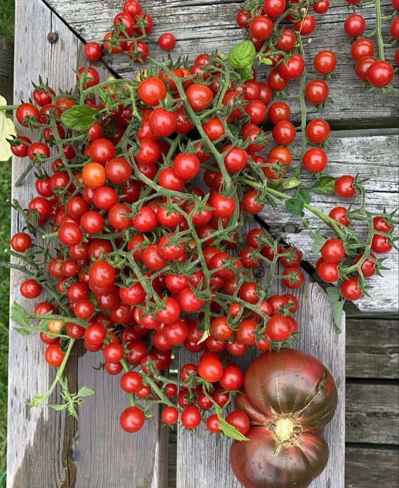 30 MATT’S WILD CHERRY TOMATO SEEDS ~ heirloomseedguy ~ 2026 ~ NON-GMO