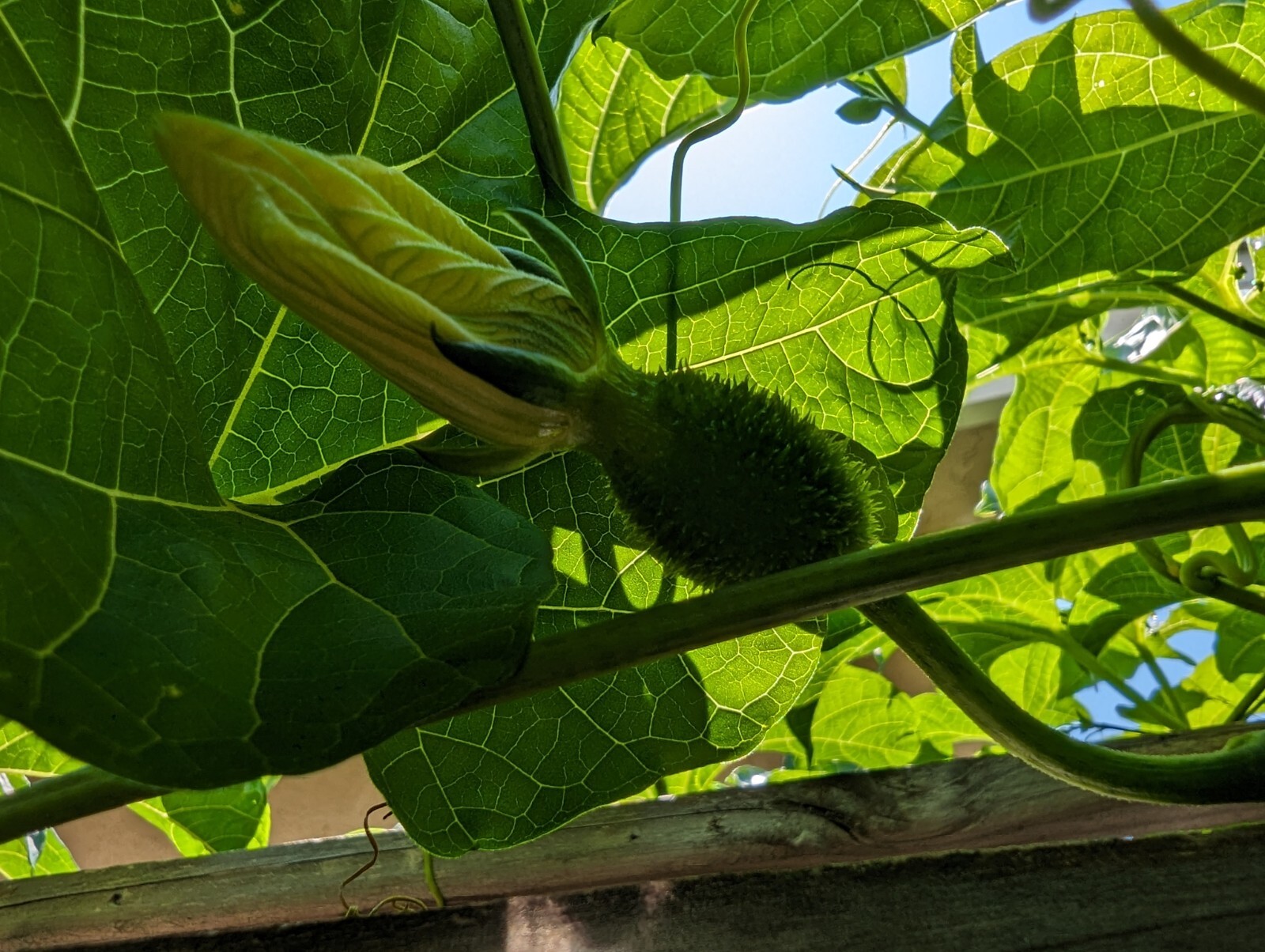 Dec 2025 Harvest | 10 Gac Fruit Seeds | Momordica Cochinchinensis | Hạt Trái Gấc