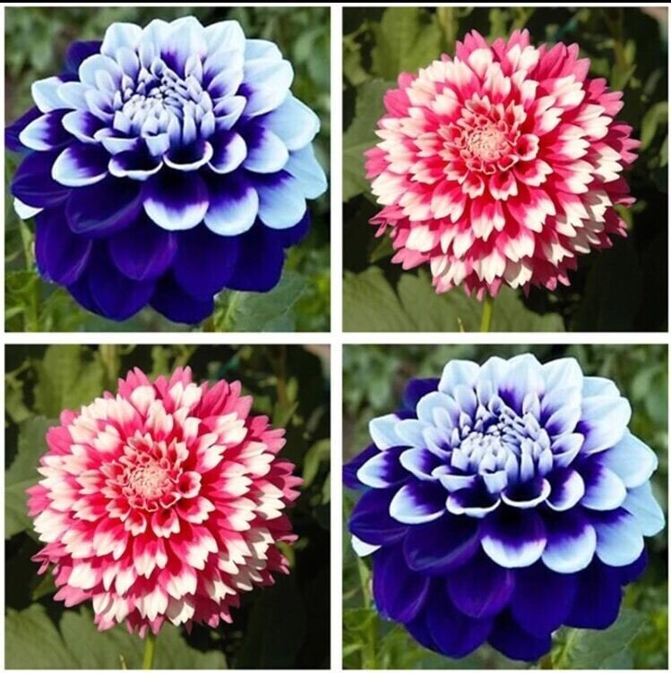 USA-Seller Perennial Flowers Vary Colors Dahlias Seeds 20pcs