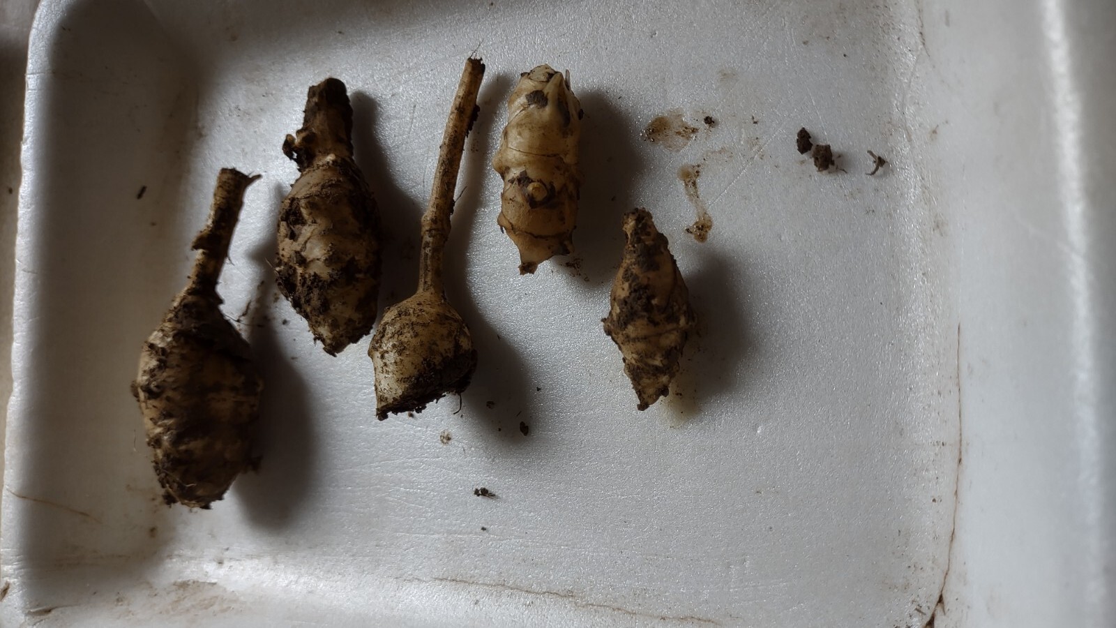 5 White medium & Small organic Jerusalem Artichoke Tubers FOR PLANTING