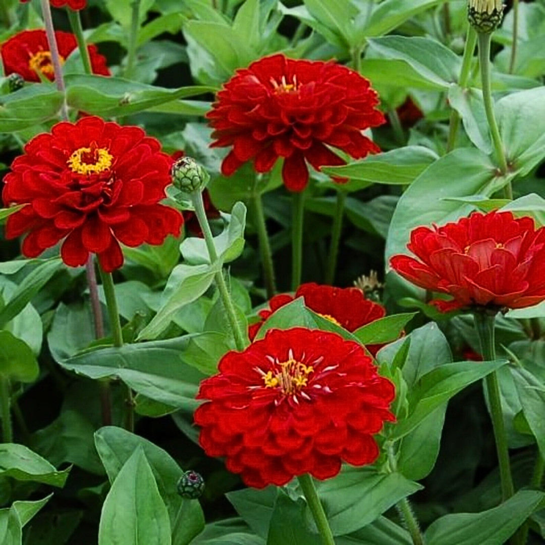 Fresh Premium Zinnia Seeds | Scarlet Flame | Heirloom Non-GMO | Flower Seeds