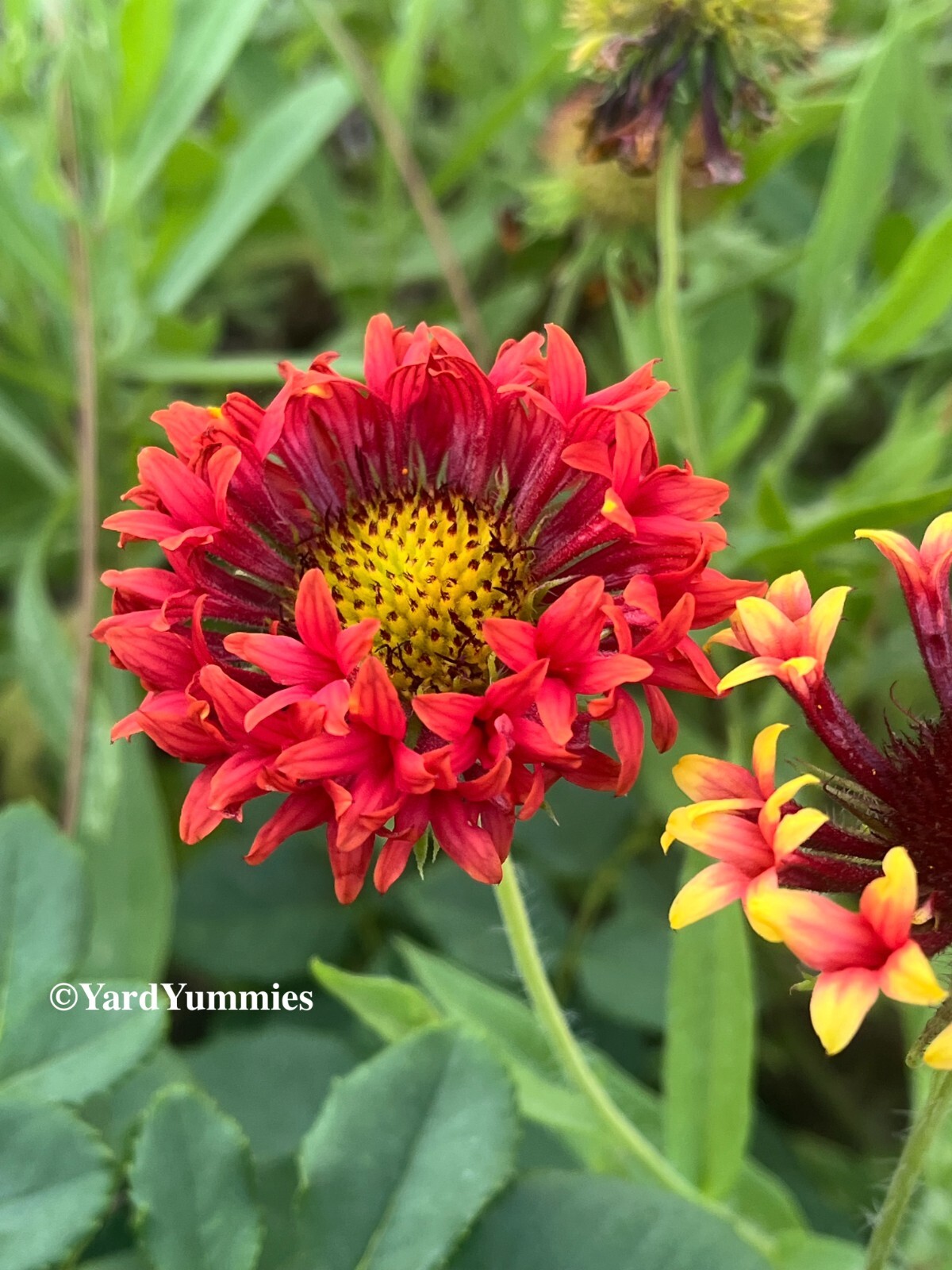 Lorenziana Gaillardia Indian Blanket Flower Double Sunset 100 SEEDS Heirloom