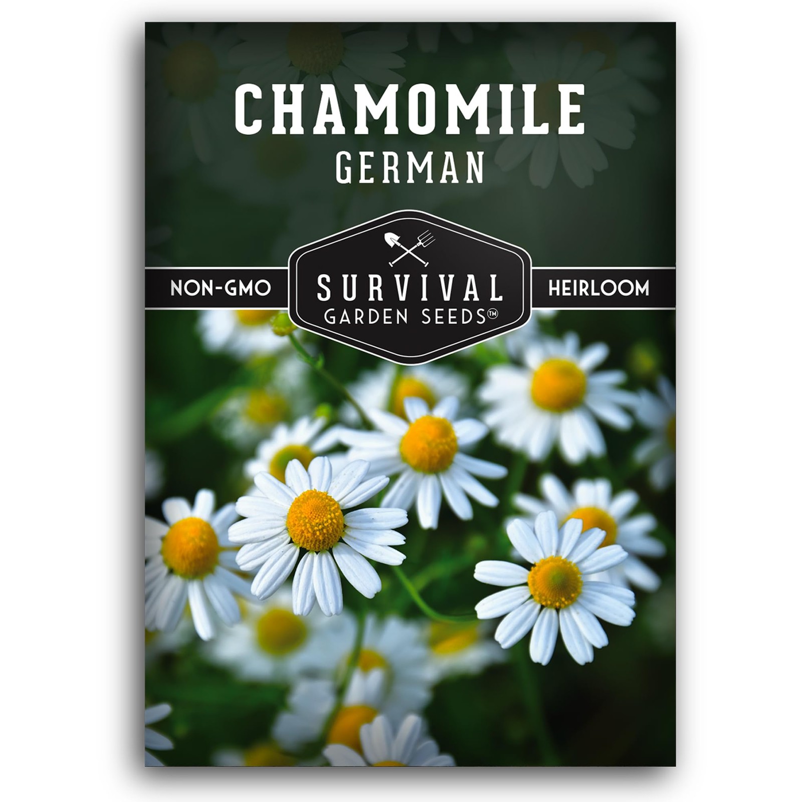 German Chamomile Seeds for Planting – Heirloom Tea Herb & Edible Flower – Non…