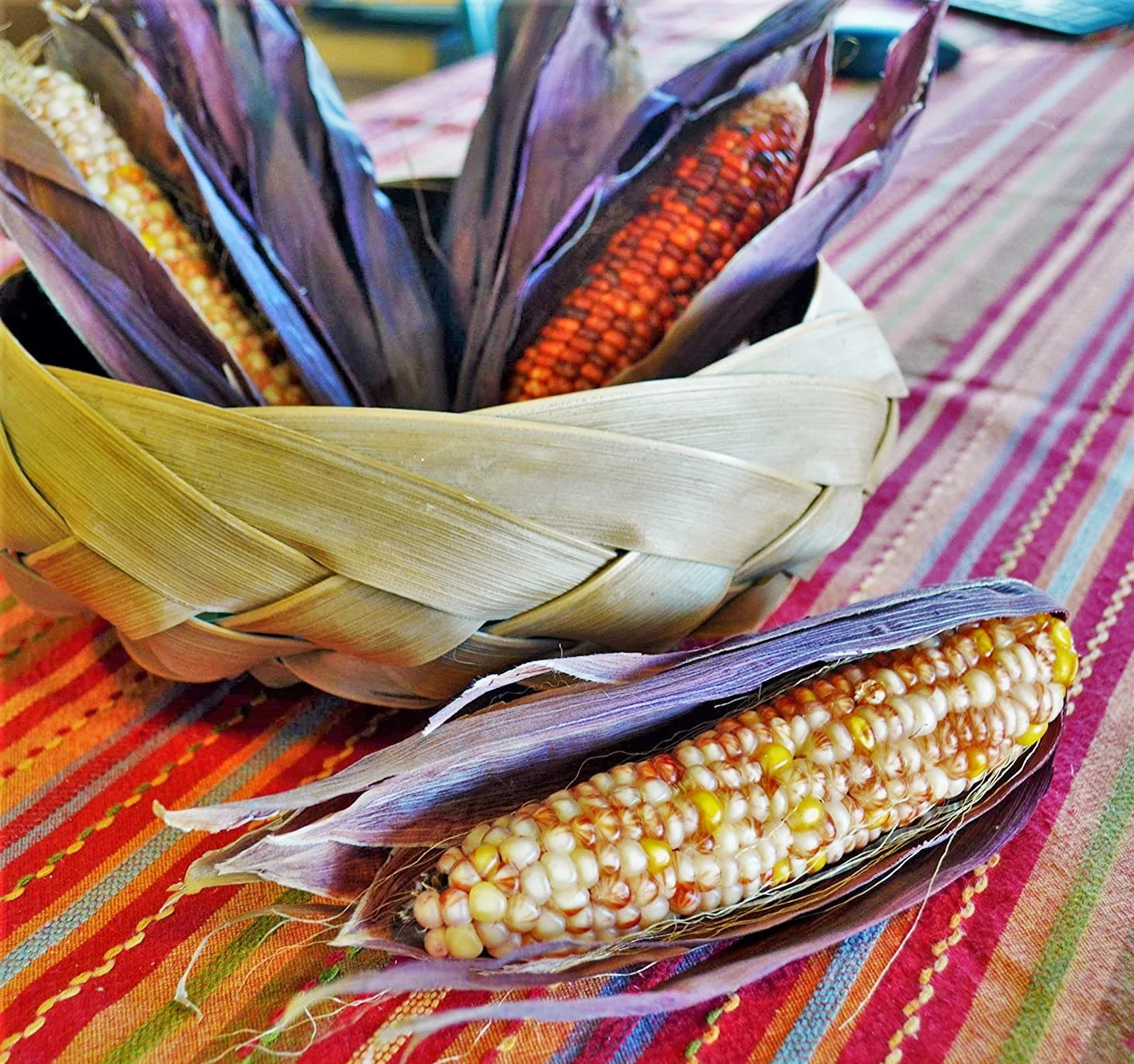 Seneca Red Stalker Ornamental Corn Seeds | Purple Red Husk Dent Indian Seed 2024