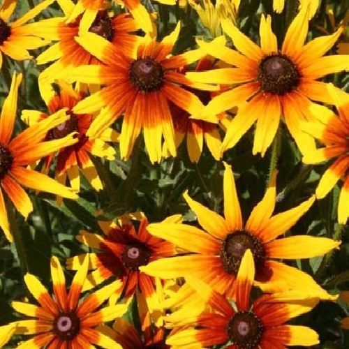Gloriosa Daisy Seeds – Giant Bi-Color Blooms – Hardy Heirloom Rudbeckia
