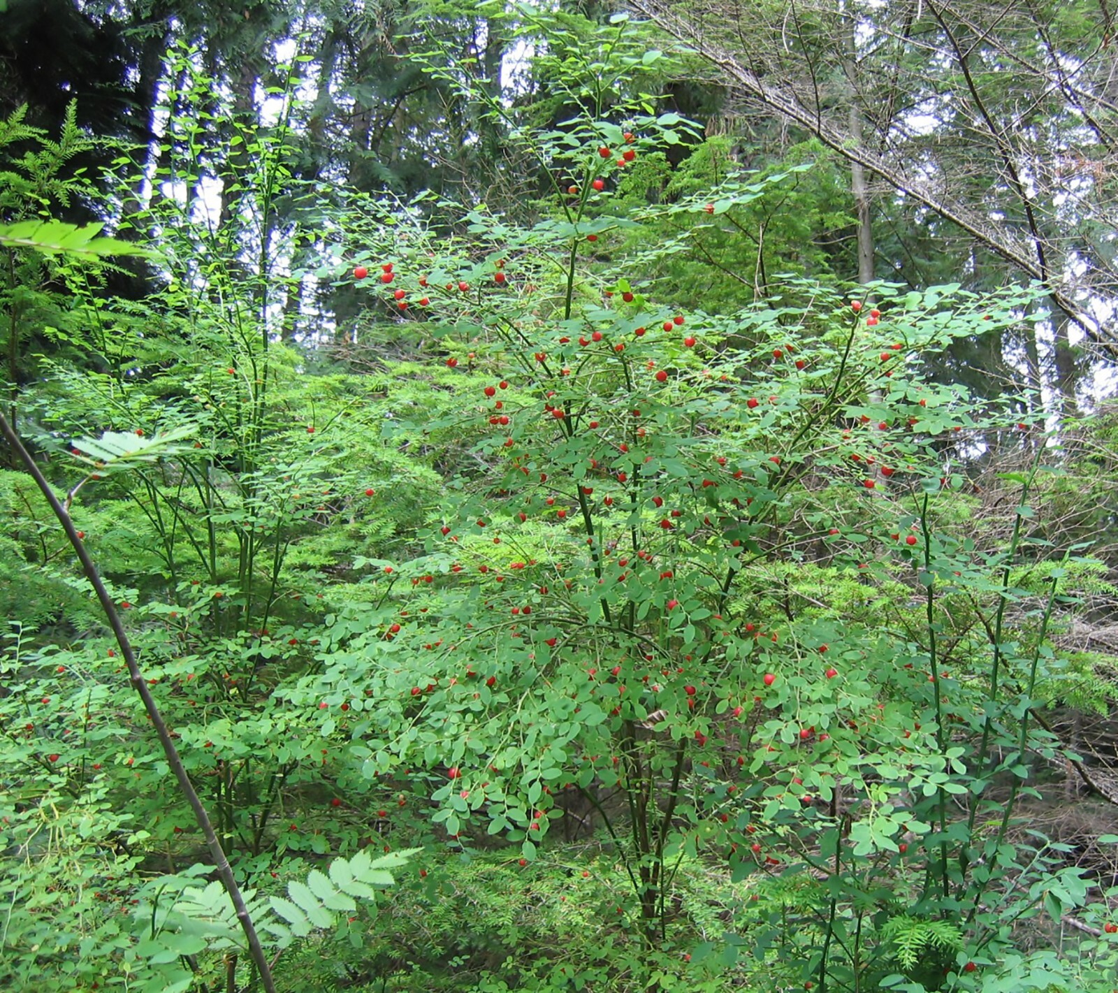 Red Huckleberry, Vaccinium Parvifolium, Shrub Seeds (Edible, Hardy, Fall Colors)