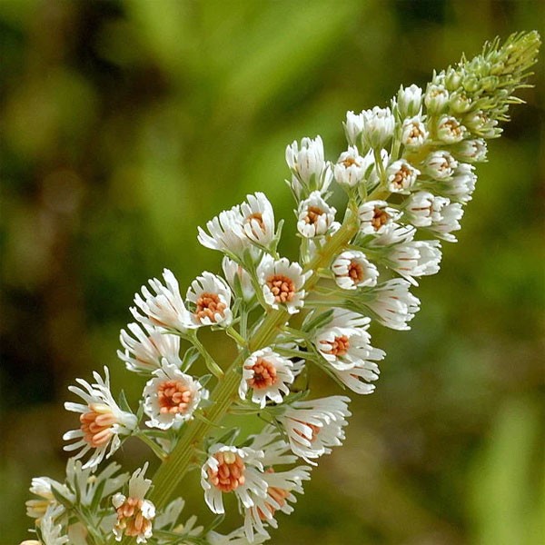 Sweet White Mignonette Reseda odorata Flower Seeds Free Shipping!