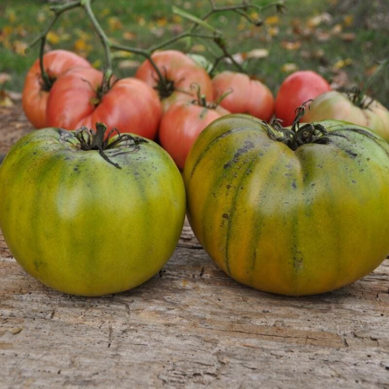 120+ Cherokee Green Tomato Seeds – Heirloom – Organic – NON GMO ———– RARE