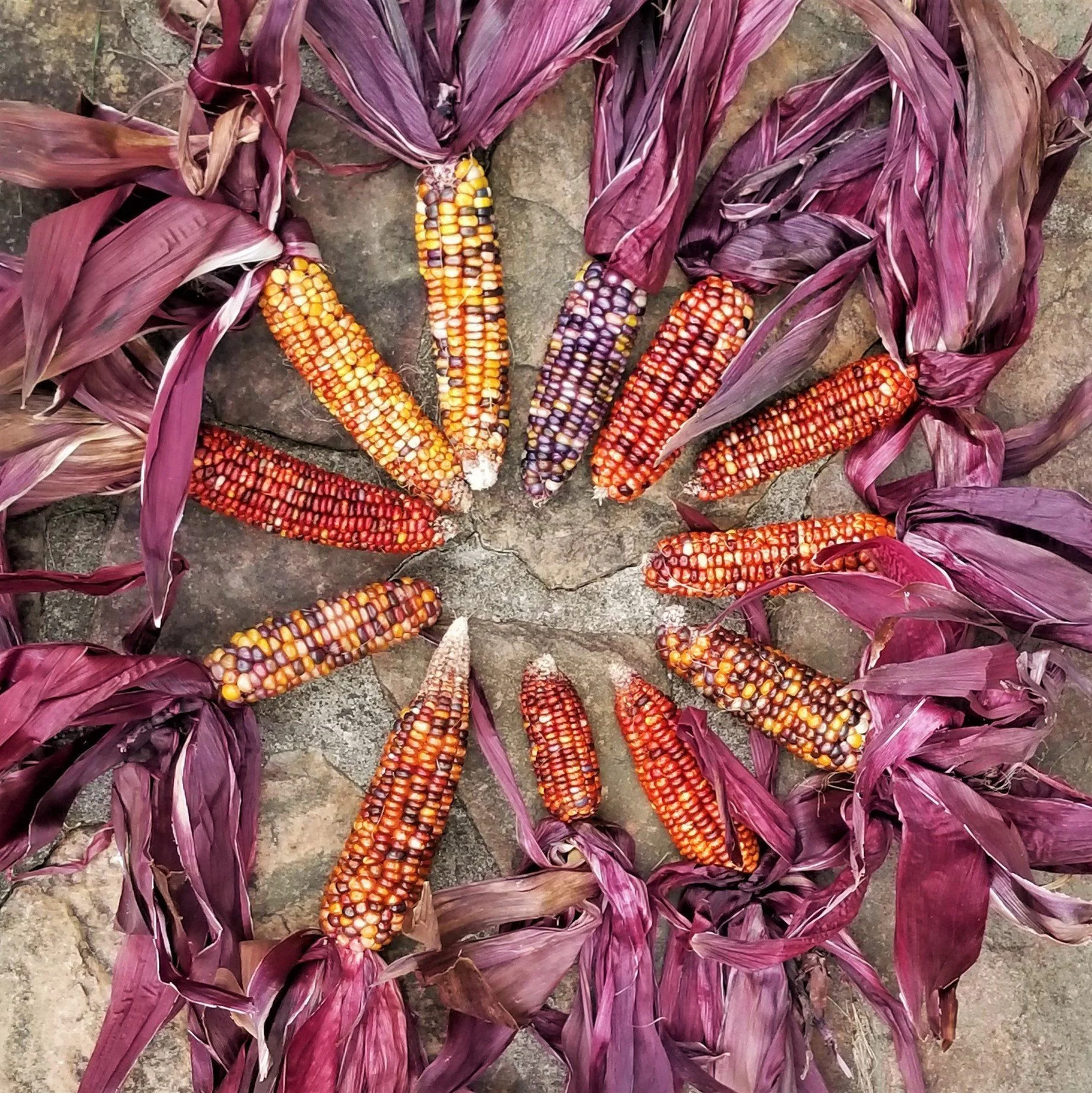 Seneca Red Stalker Ornamental Corn Seeds | Purple Red Husk Dent Indian Seed 2024