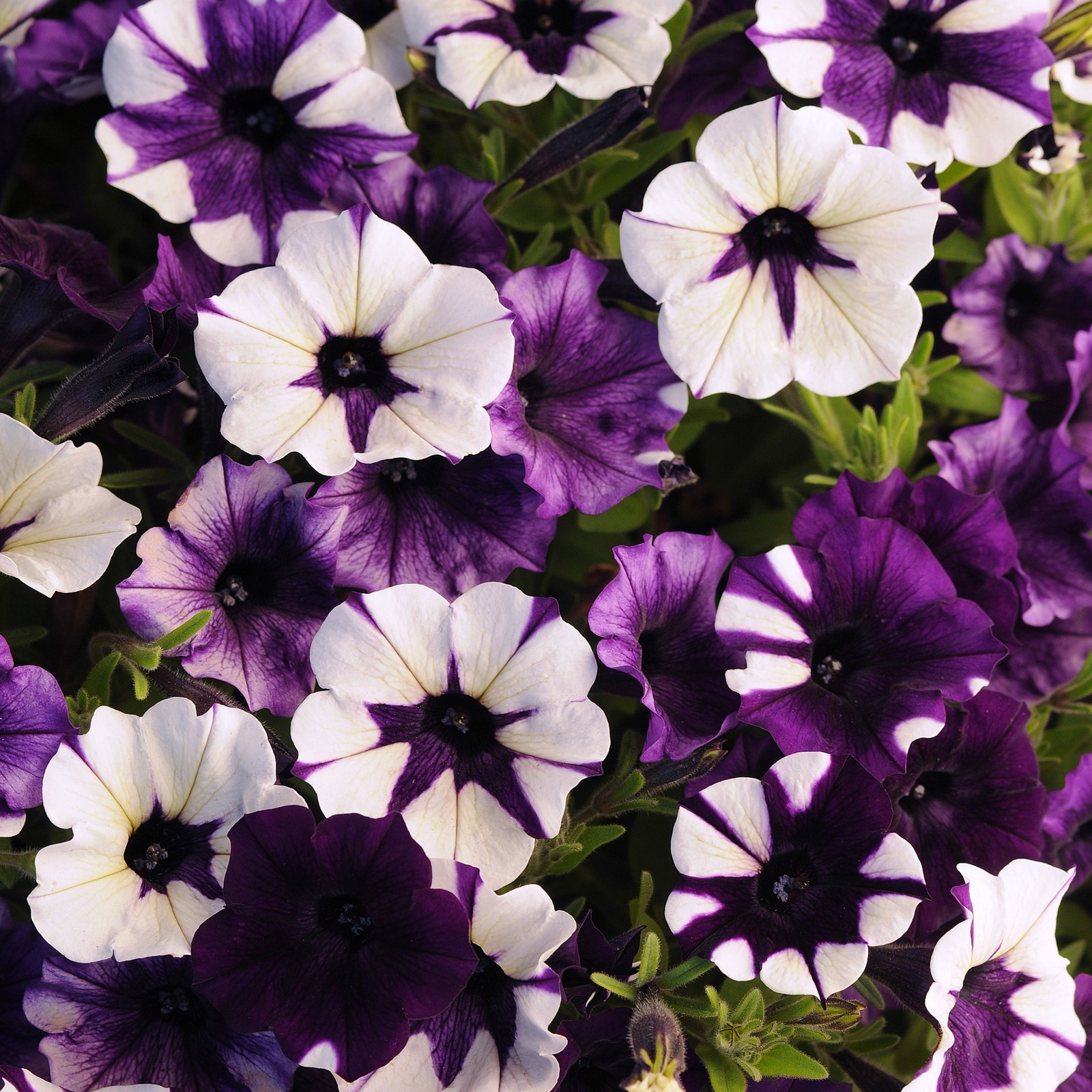 30 Seeds Spreading Petunia x Hybrida Purple Tie Dye Flower Seeds