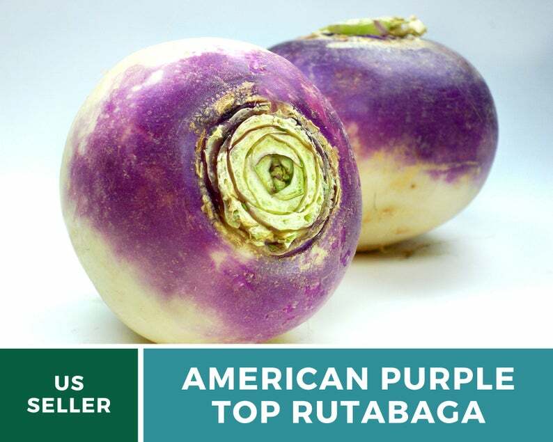 Rutabaga, American Purple Top – 200 Heirloom Seeds – GMO Free (Brassica napus)