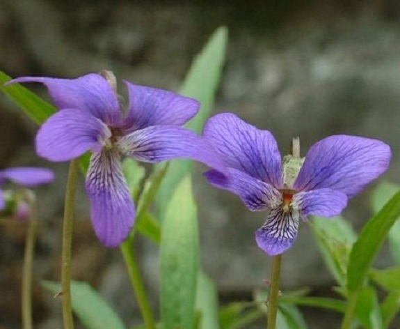 25+ Viola Mandashurica / Japanese Viola / Perennial Flower Seeds *