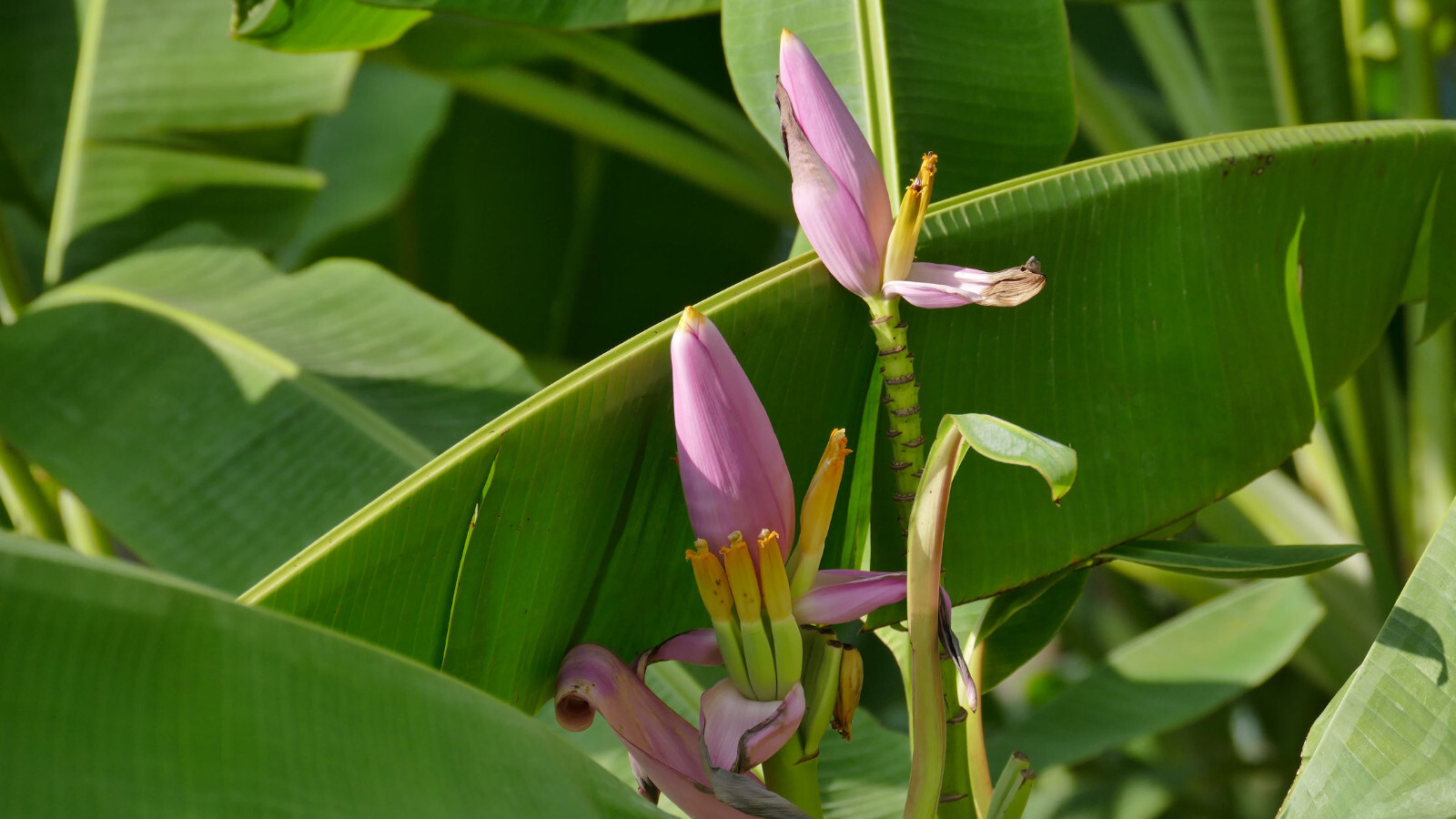 20 Pink Flowering Banana Seeds – Ornamental Tropical -Musa velutina