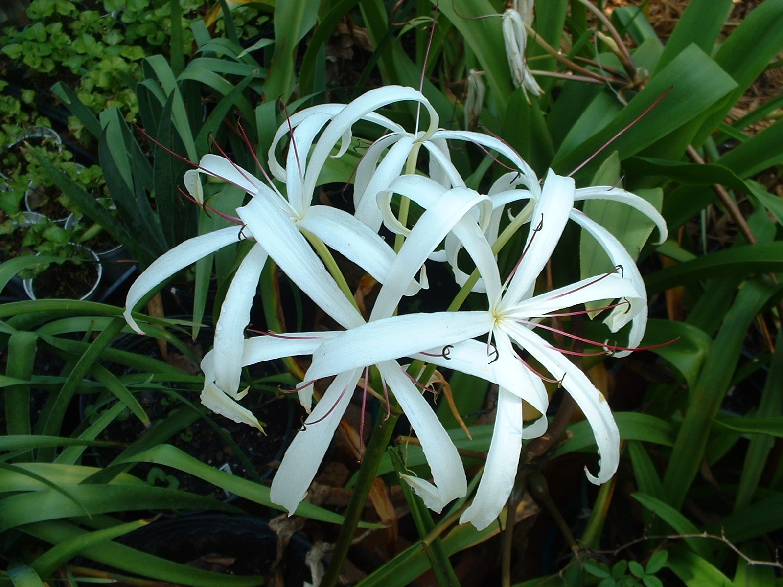 Crinum Lily, Americanum, large, blooming-size bulb – aquatic