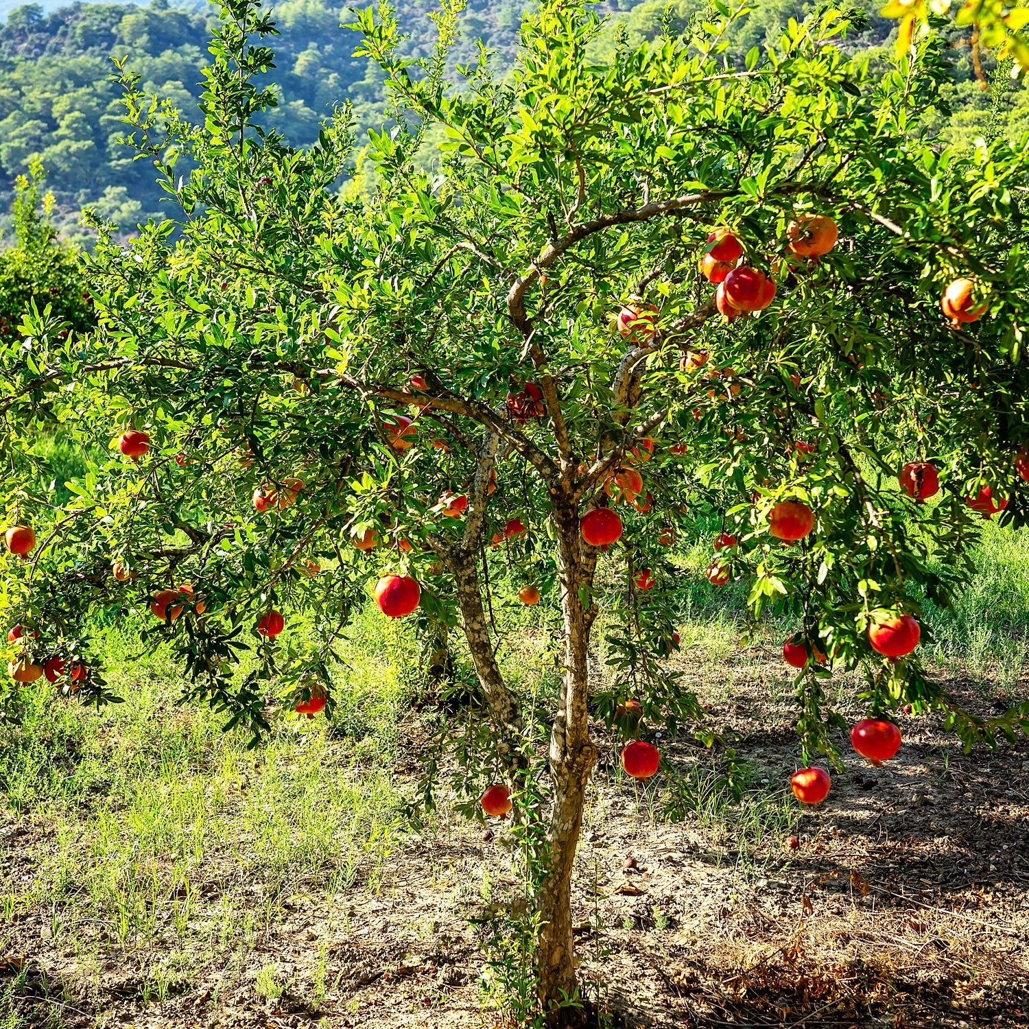 20 Pomegranite Tree Seeds Punica Granatum