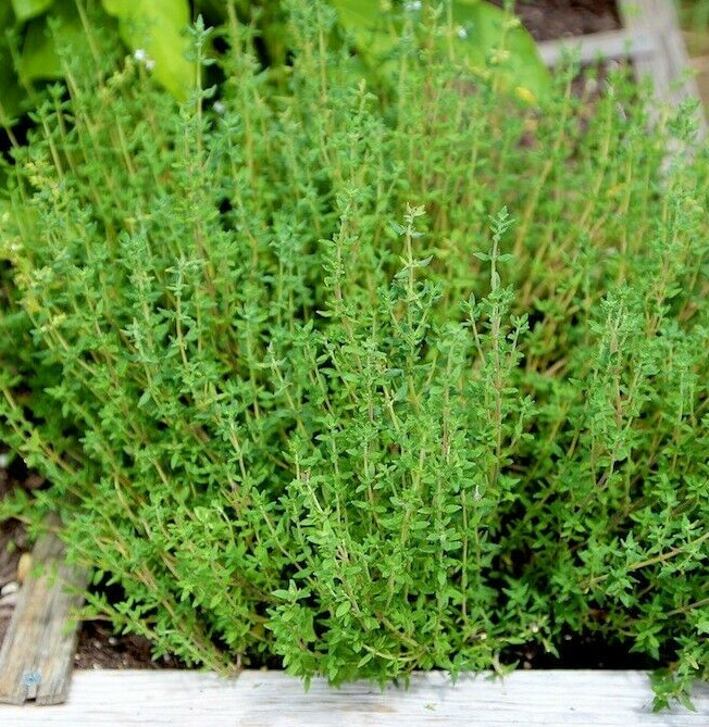 Thyme Seeds | For Planting Common German Basil Herb Garden Seed 2024