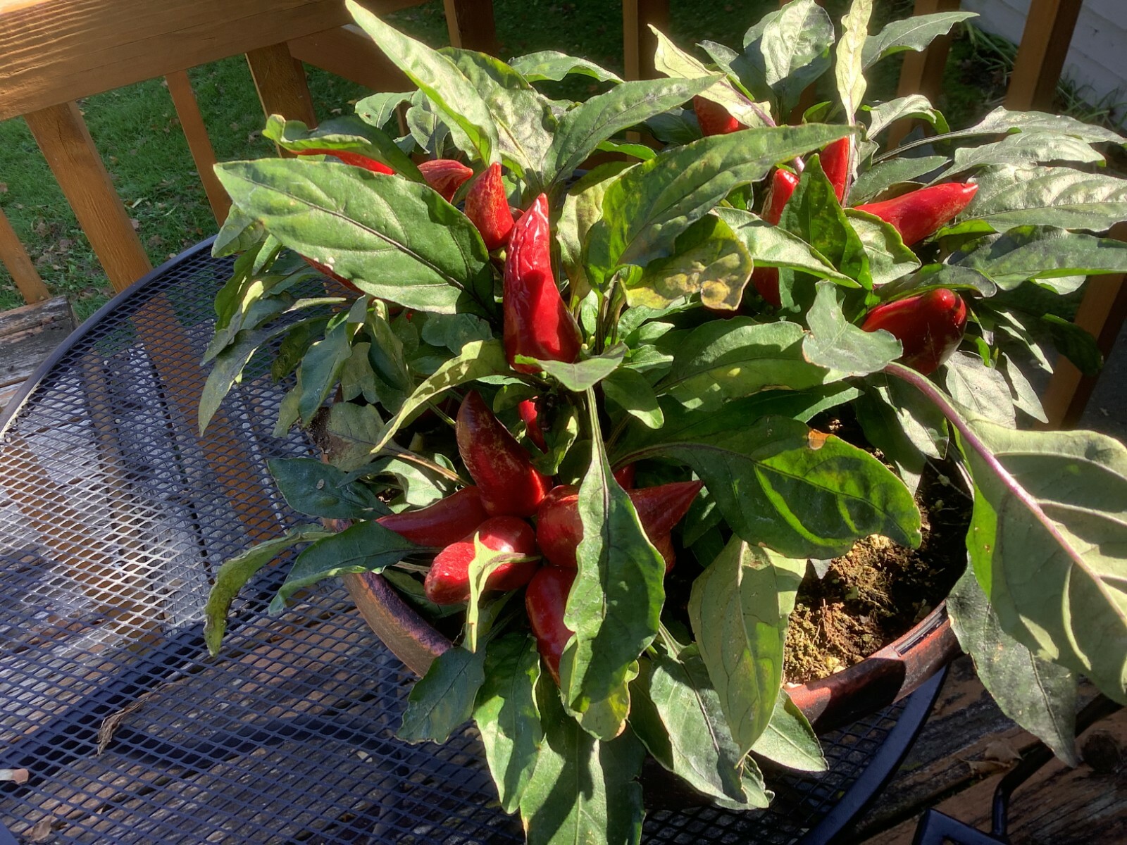 RARE BURGUNDY & ROYAL PURPLE WICKED Ornamental Pepper NEW SEEDS Spicy 20 ct.